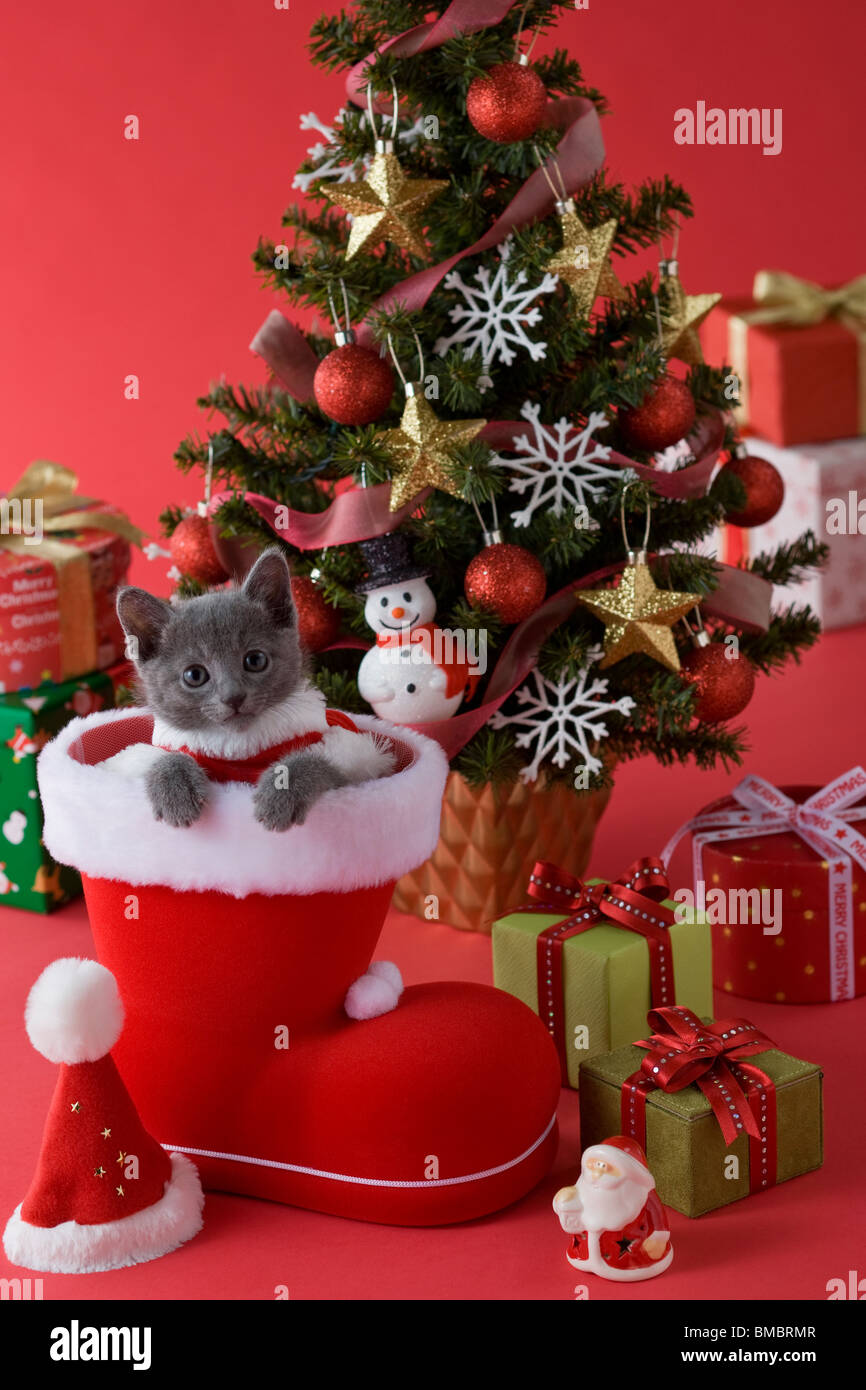 Chaton bleu russe et de Noël Banque D'Images