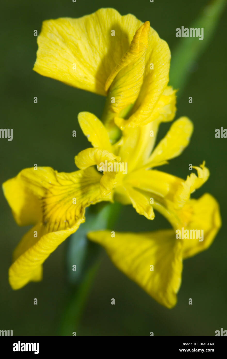 Close up d'un iris blanc, de la division iberica. Banque D'Images