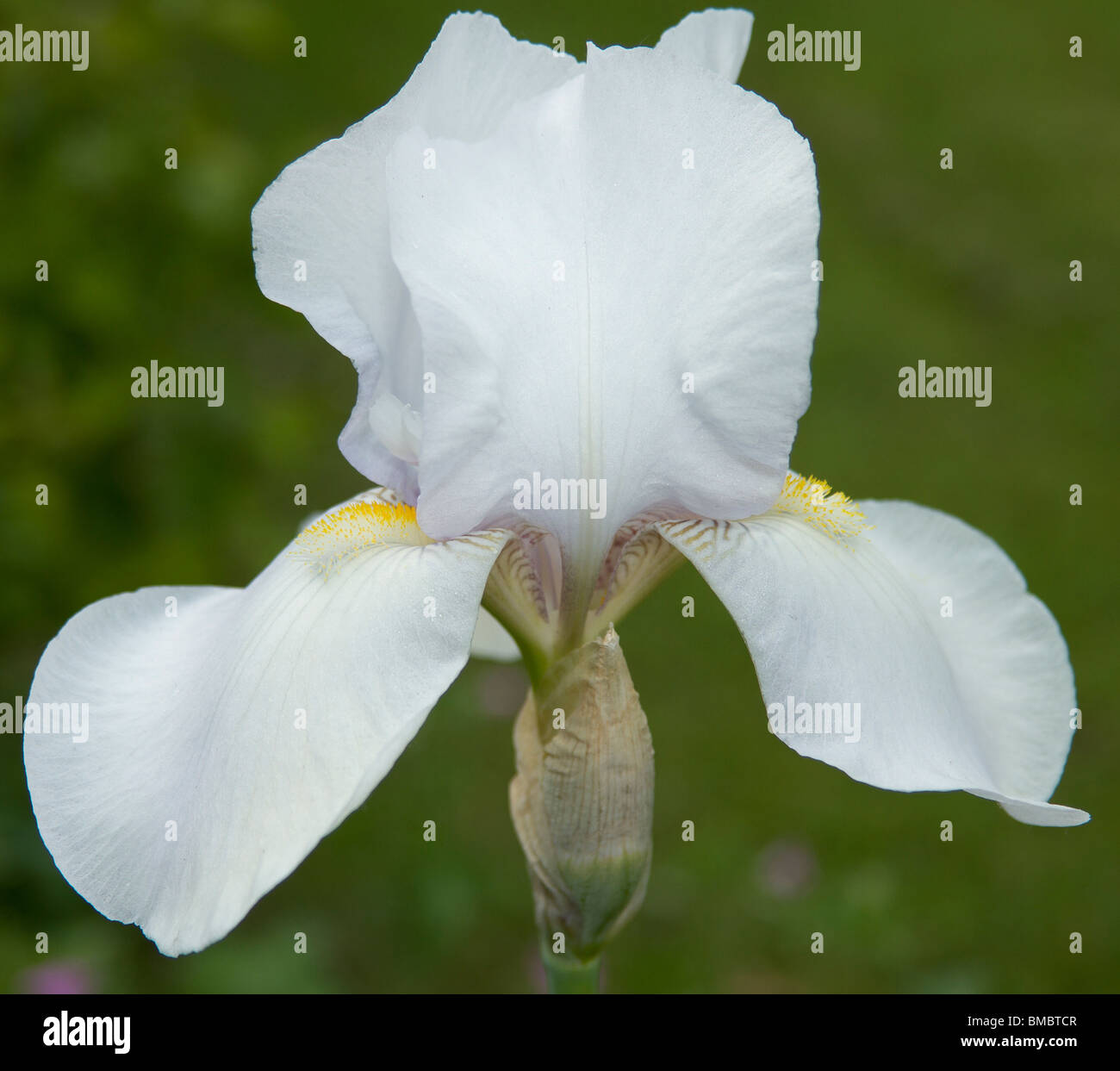 Close up d'un iris blanc, de la division iberica. Banque D'Images