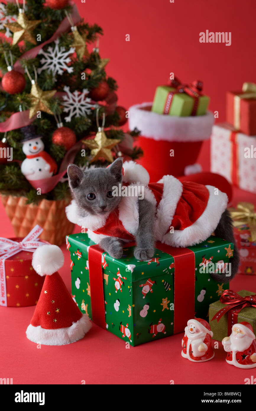 Chaton bleu russe et de Noël Banque D'Images