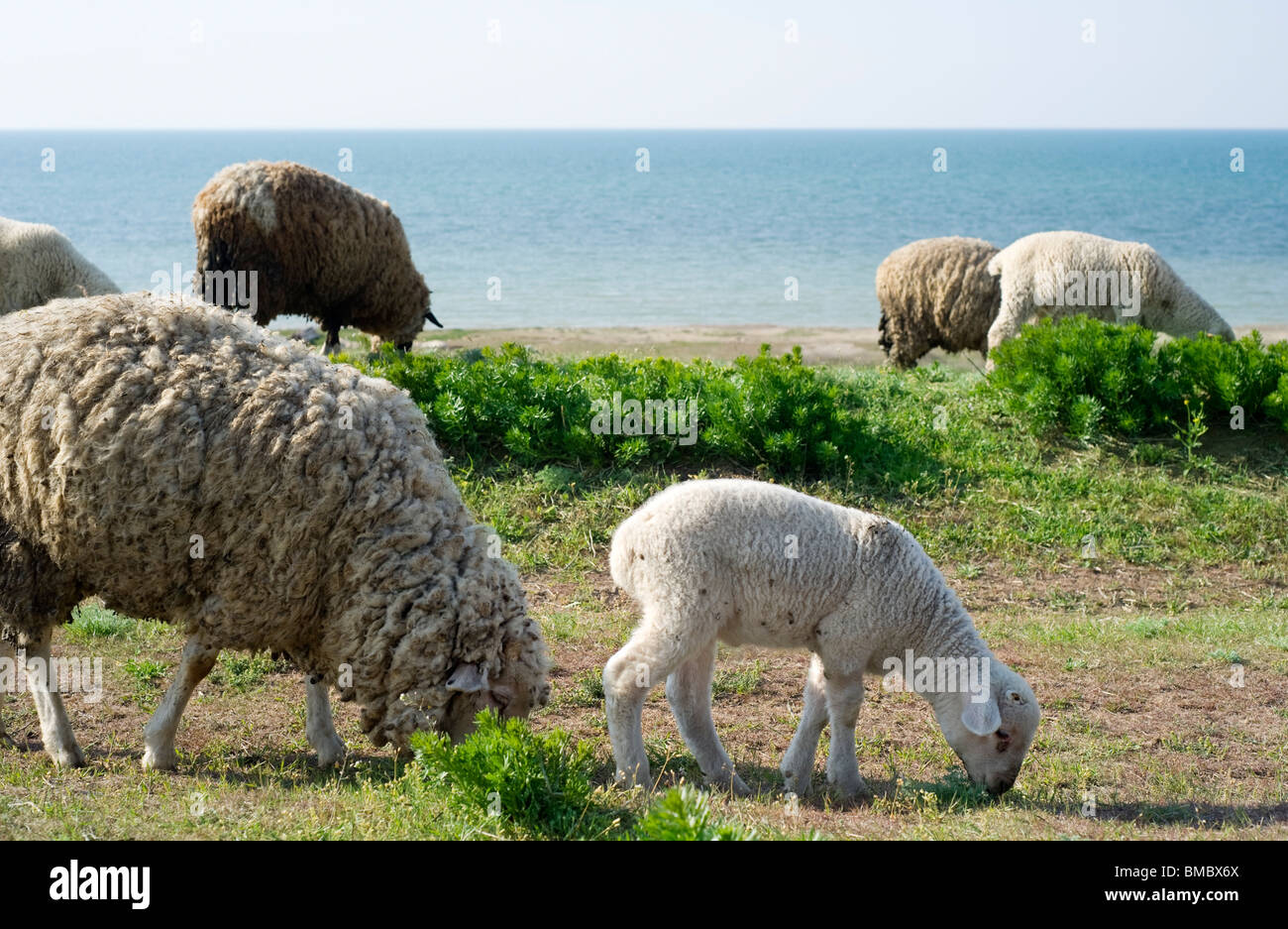 Moutons en mer Banque de photographies et d’images à haute résolution Alamy