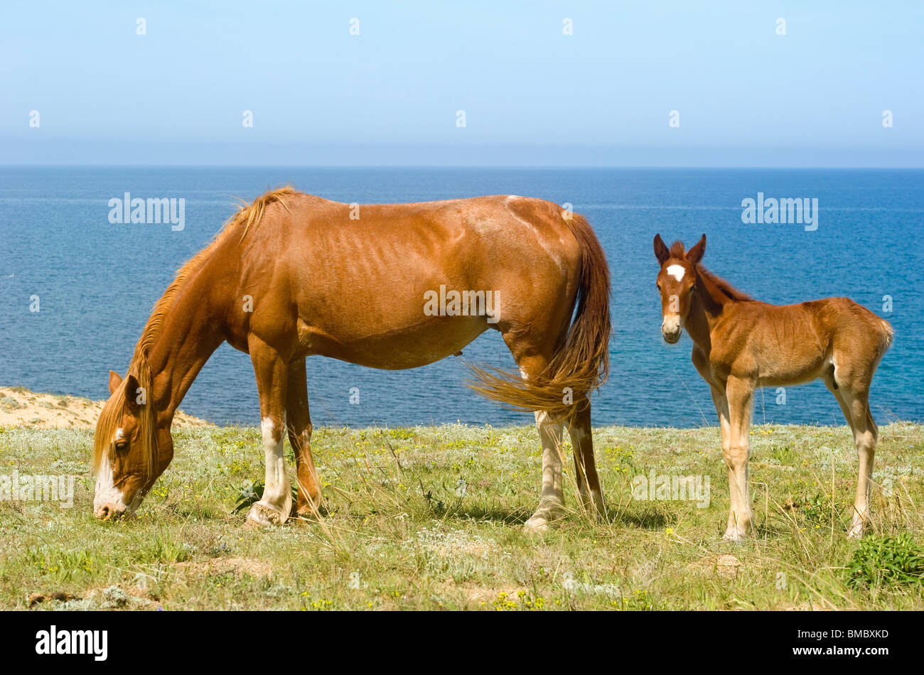 Le pâturage des chevaux en face de la mer. La Crimée. L'Ukraine Banque D'Images