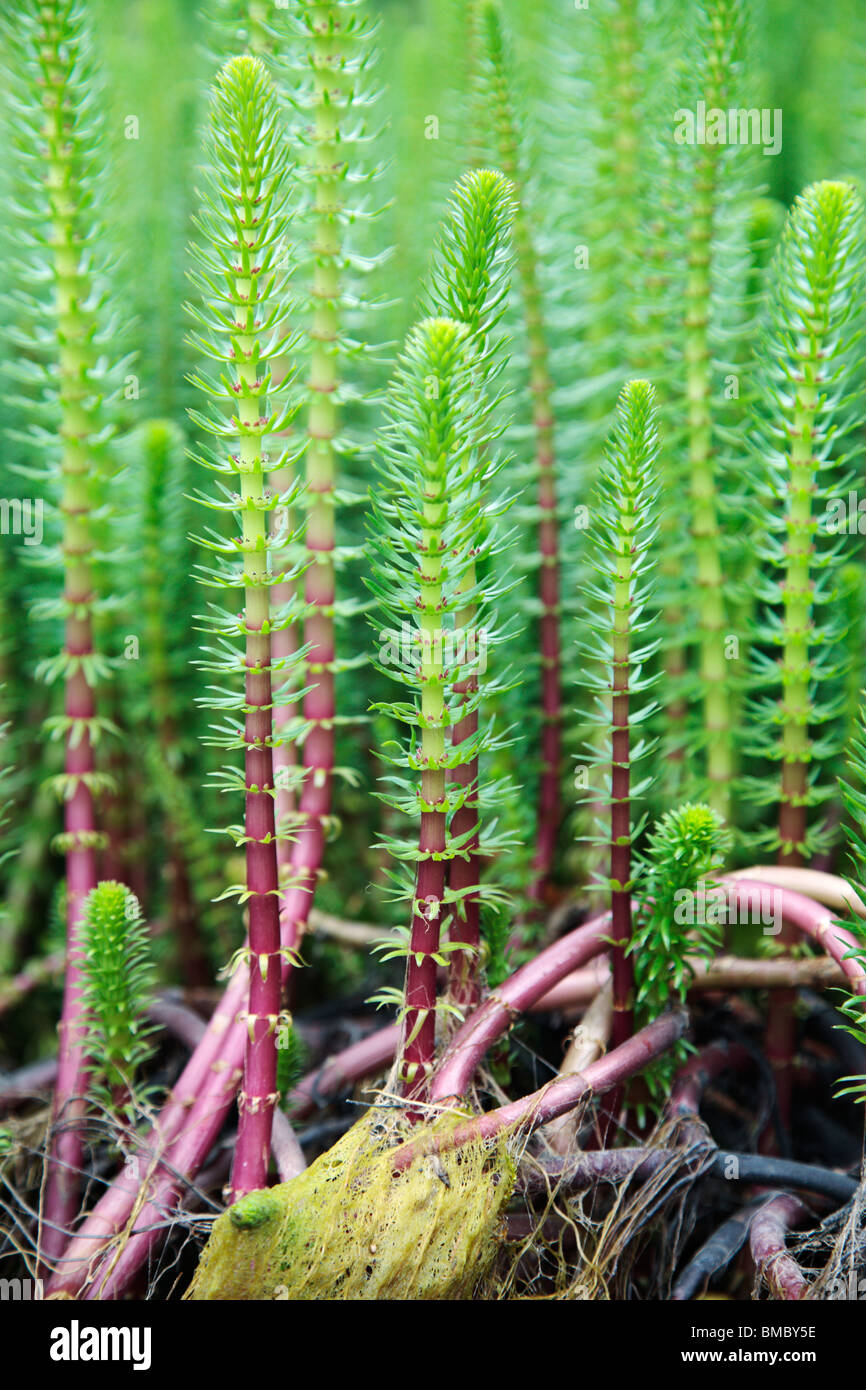 Hippuris vulgaris Common Mare's Tail Banque D'Images