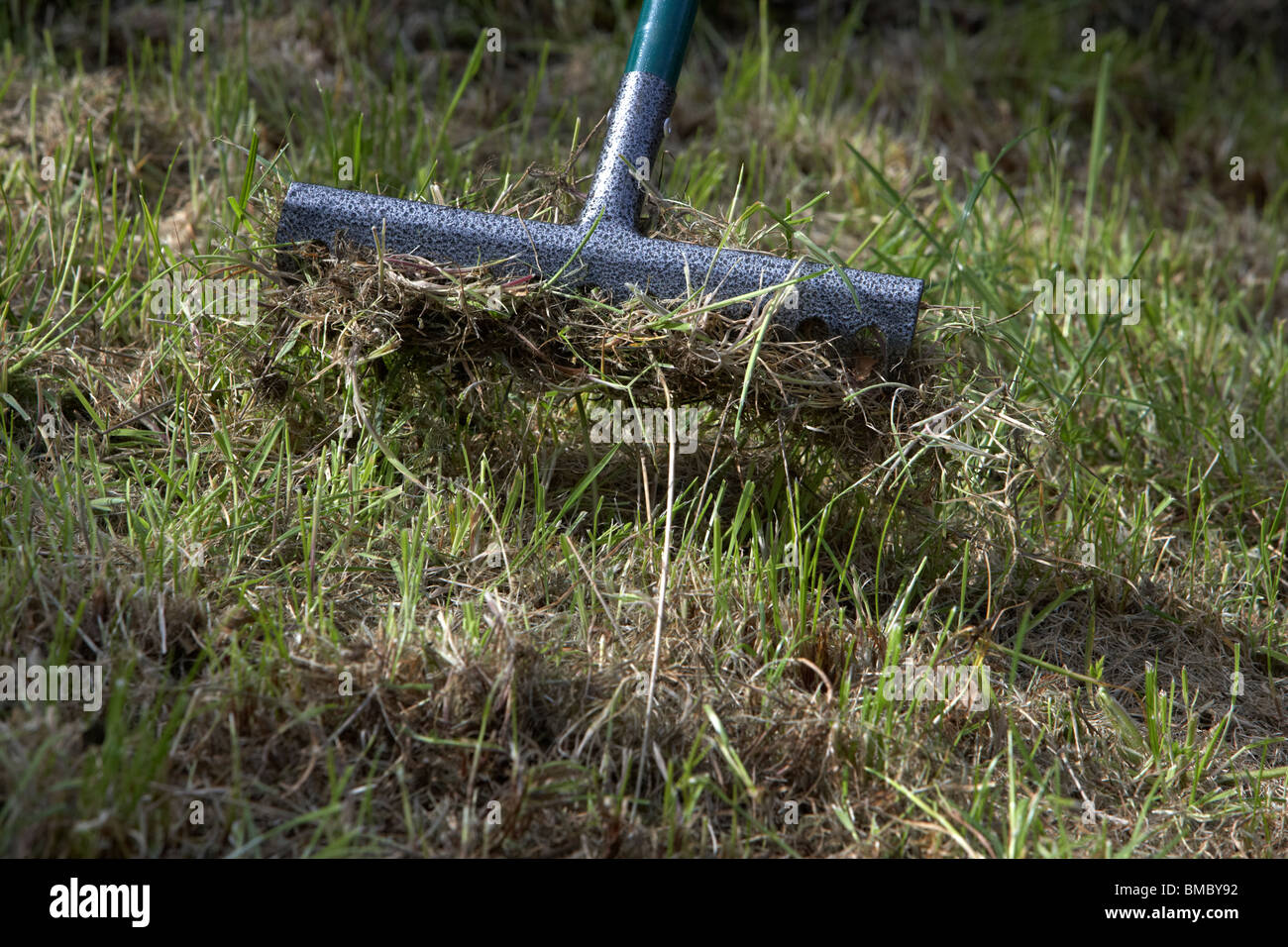 Râteau ratissant mousse et l'herbe morte dans une pelouse non désordonnées au Royaume-Uni Banque D'Images