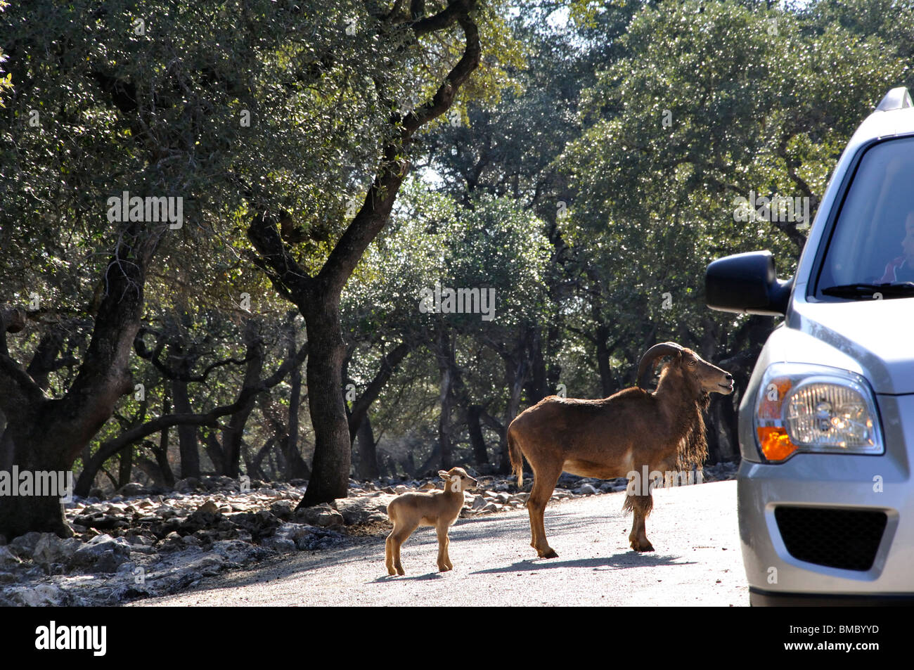 Safari africain au Wildlife Ranch, Texas Hill Country, USA Banque D'Images