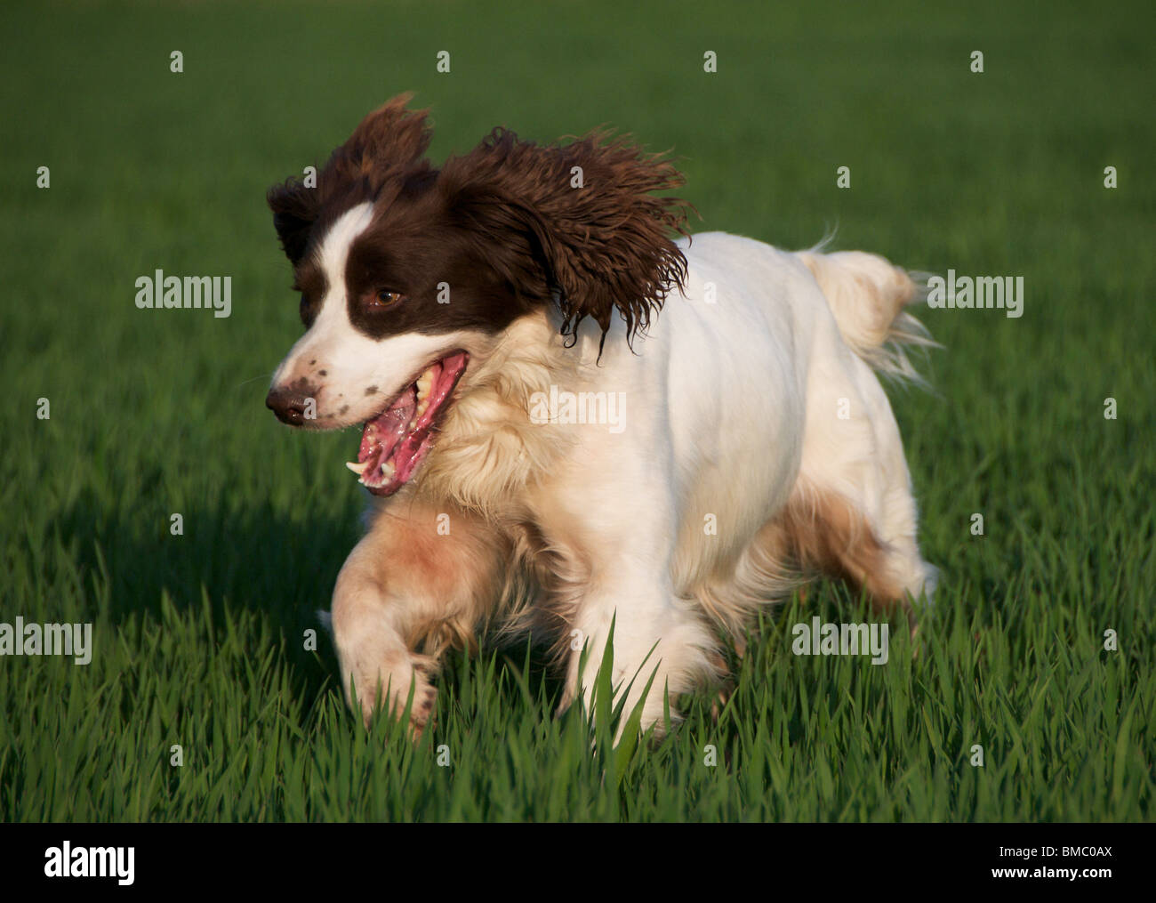 Un chien Épagneul Springer Anglais de travail Banque D'Images