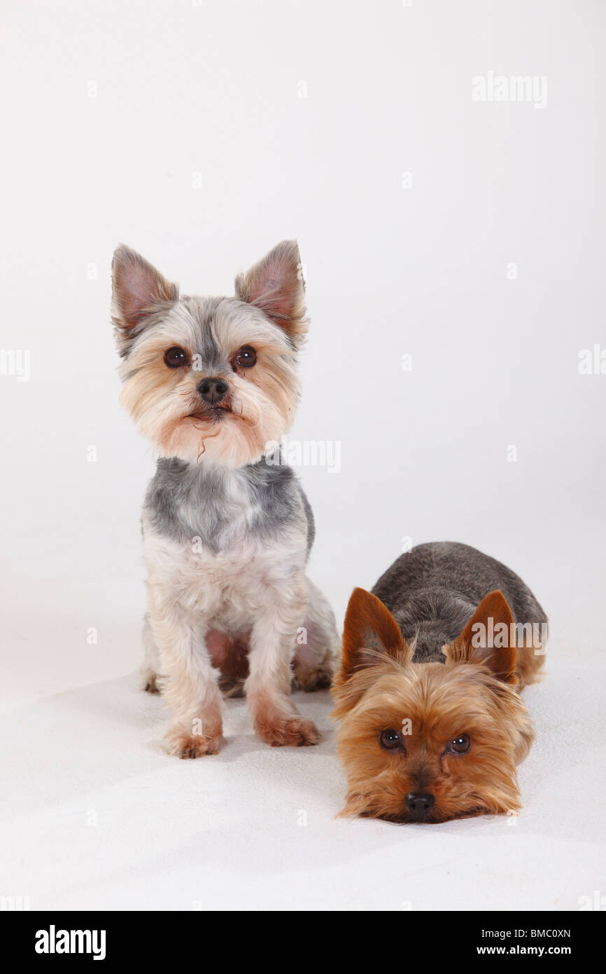 Yorkshire Terrier et Dog (Yorkshire croisé maltais) Banque D'Images