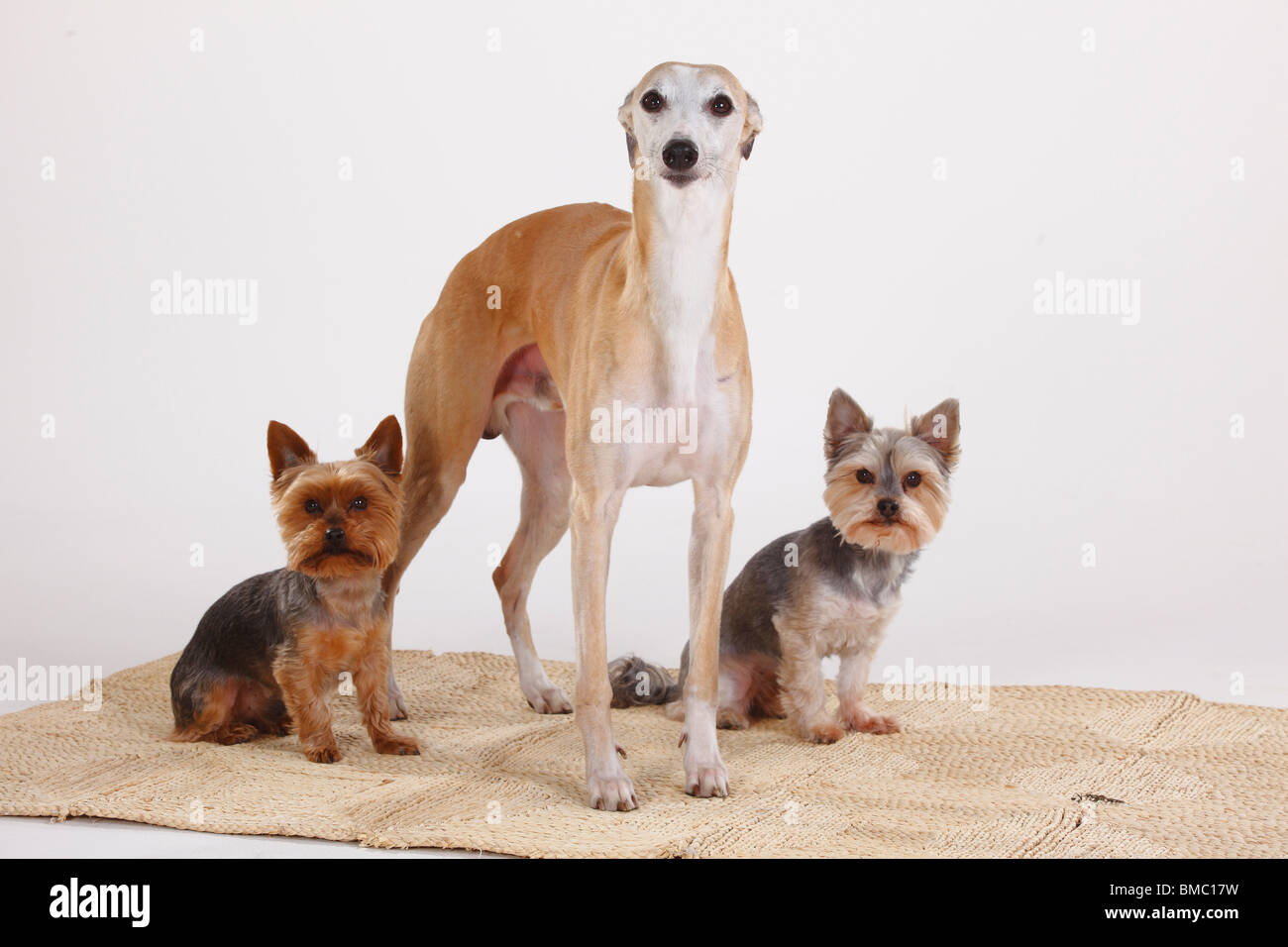 Whippet, Yorkshire Terrier et Dog (Yorkshire croisé maltais) Banque D'Images