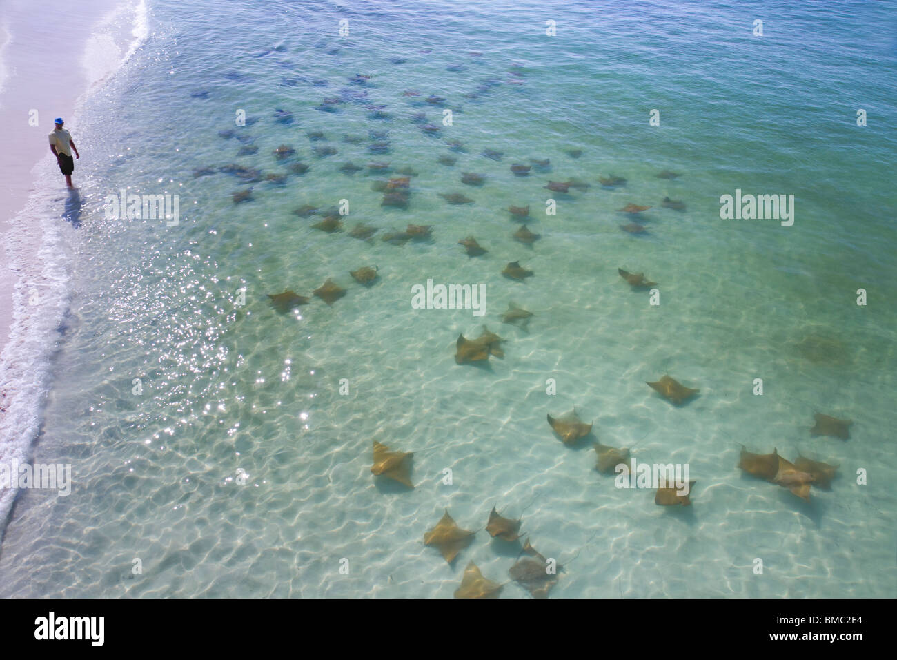 Une bande de raies aigles communes (Myliobatis aquila) le long de la côte avec un homme marchant sur la plage, Destin, Floride, États-Unis. Banque D'Images
