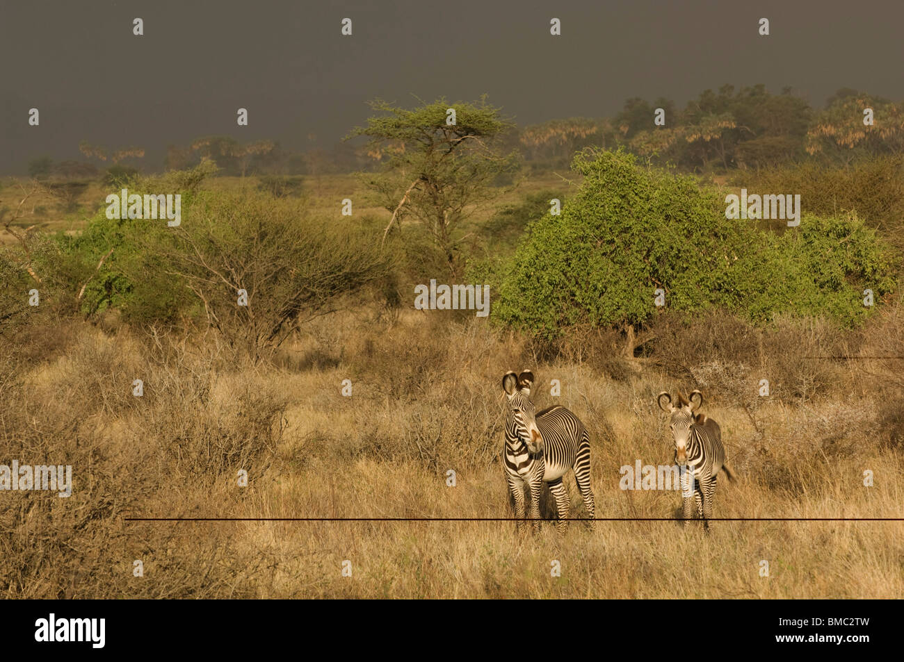 Le Zèbre de Grévy (Equus grevyi), Samburu et Buffalo Springs National Reserve, Kenya Banque D'Images