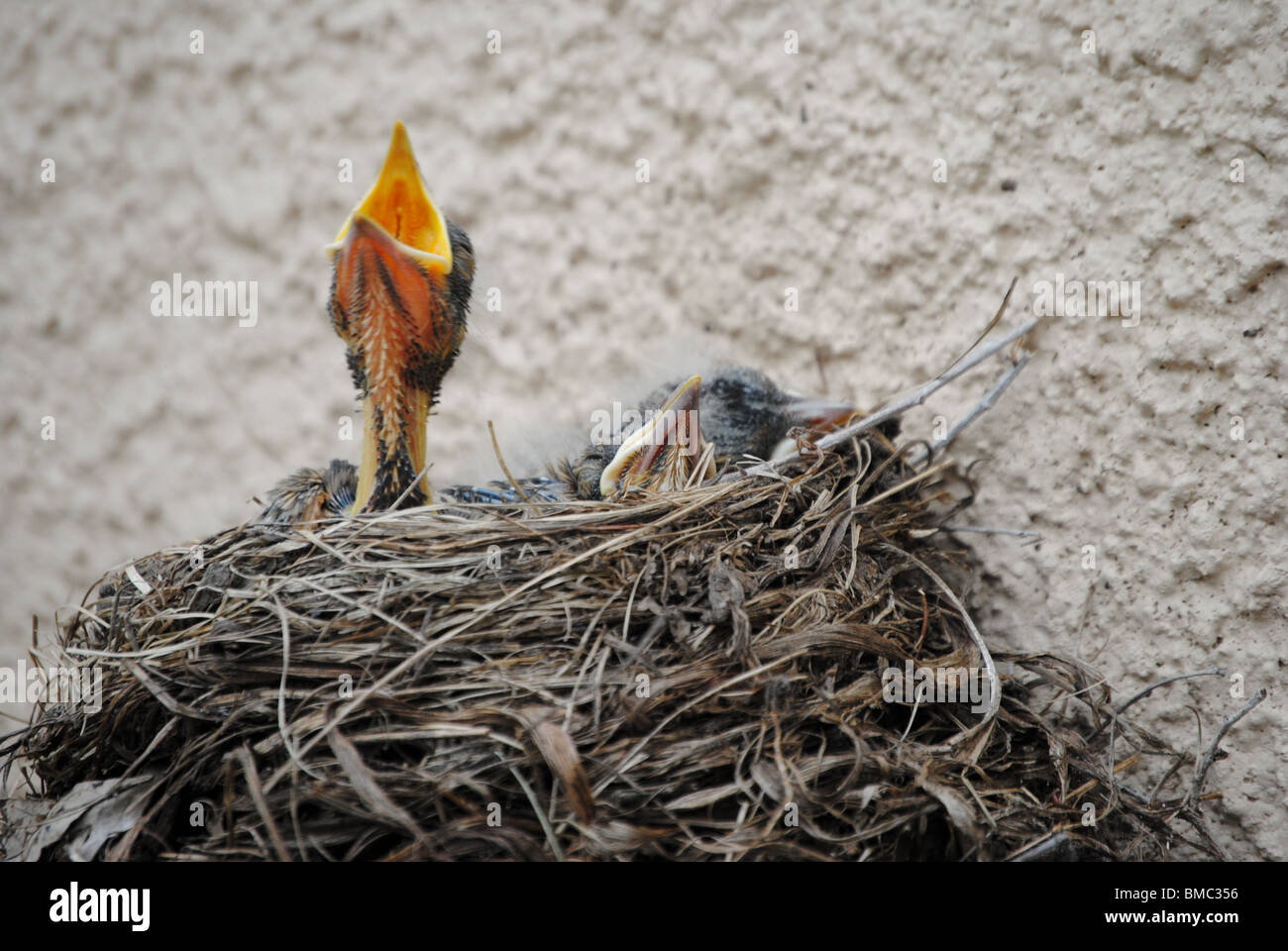 Bébé trois robins avec bouche ouverte, faim et l'alimentation dans leur nid. Banque D'Images