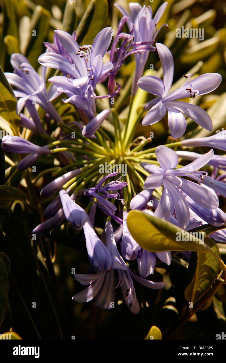 Belles fleurs lilas qui poussent à l'état sauvage dans la nature Banque D'Images