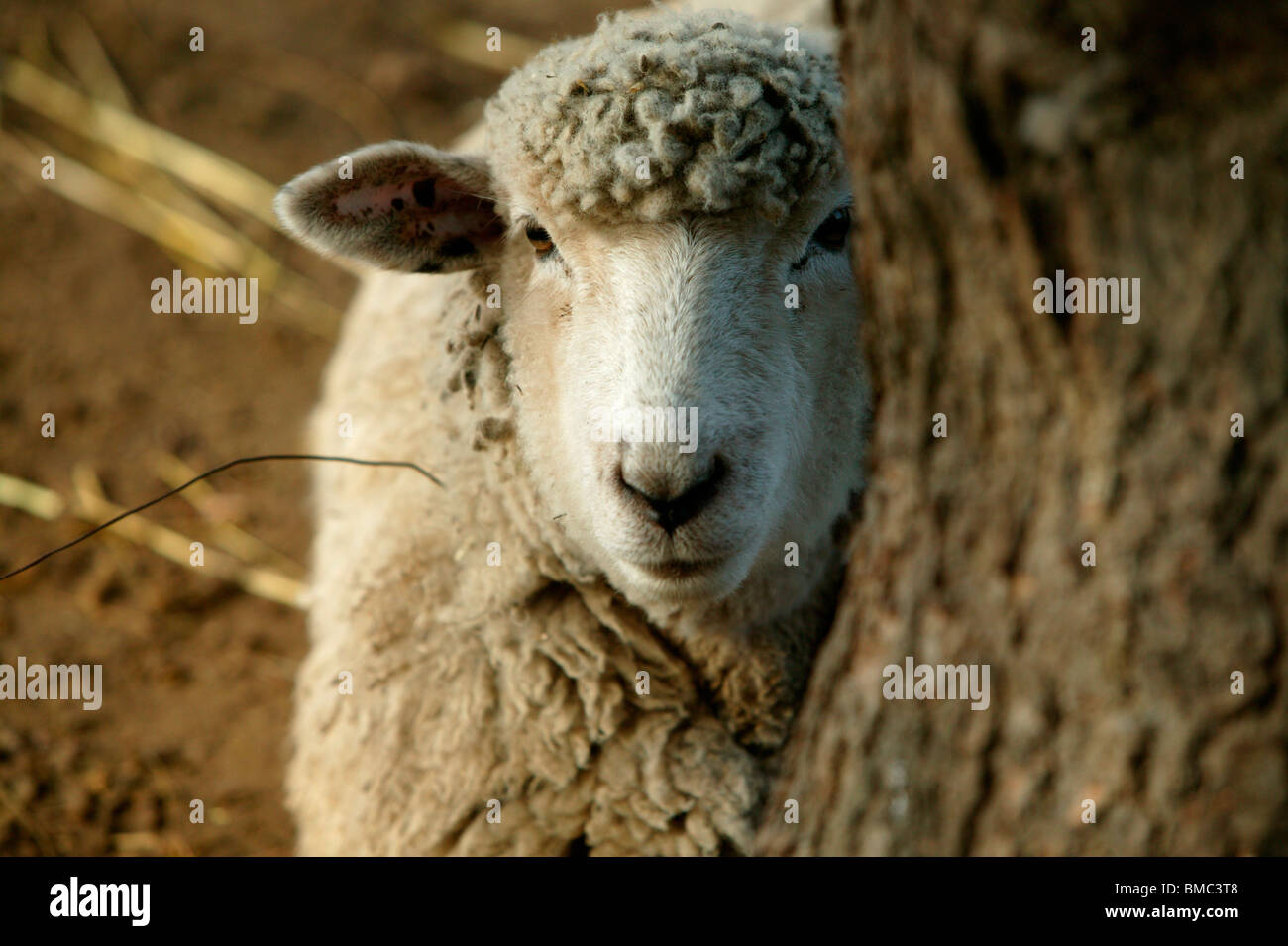 Les moutons faire une apparition derrière un arbre Banque D'Images