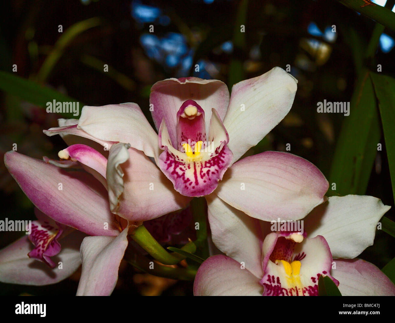 Cymbidium hybride d'orchidée Banque D'Images