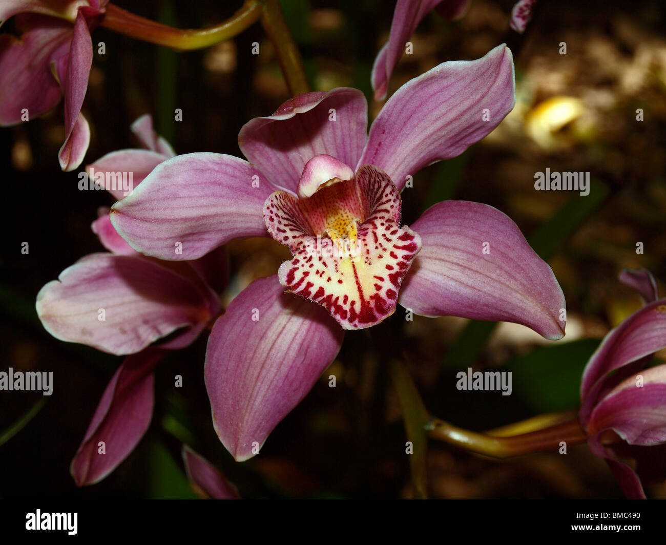 Orchidée Cymbidium pourpres Banque D'Images
