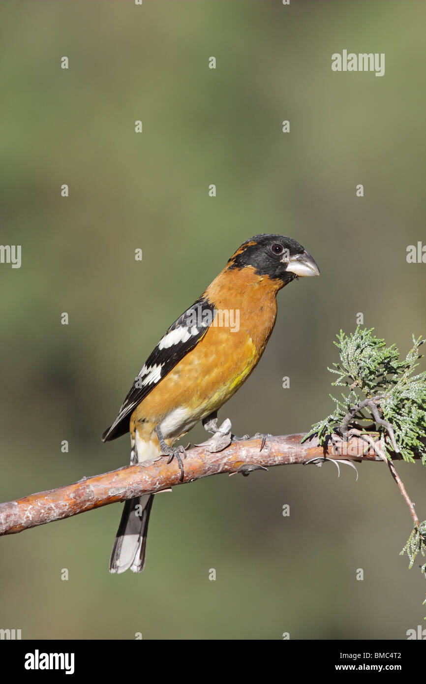 Cardinal à tête noire mâle adulte Banque D'Images