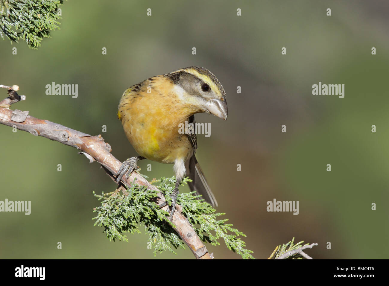 Cardinal à tête noire femelle adultes Banque D'Images