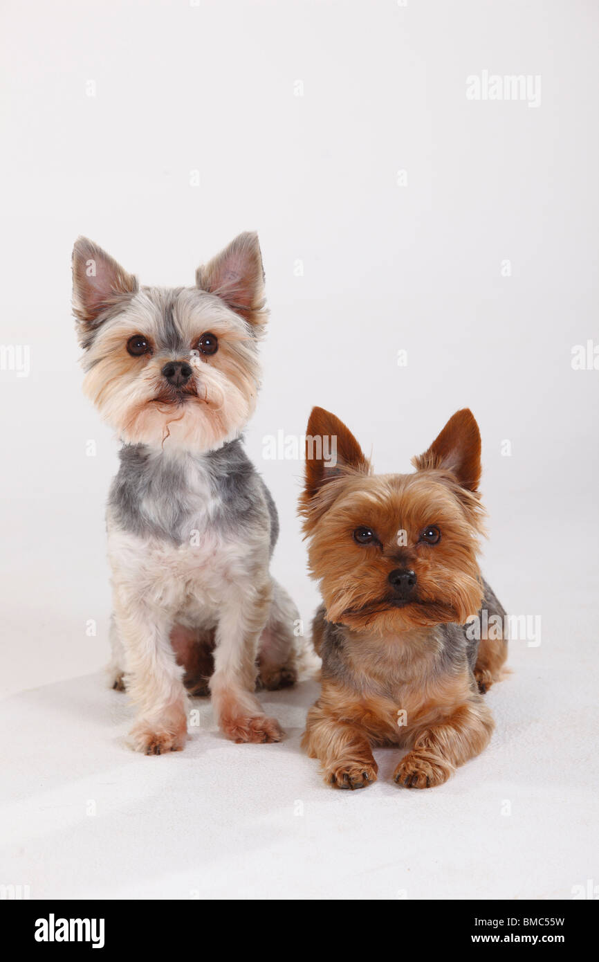Yorkshire Terrier et Dog (Yorkshire croisé maltais) Banque D'Images