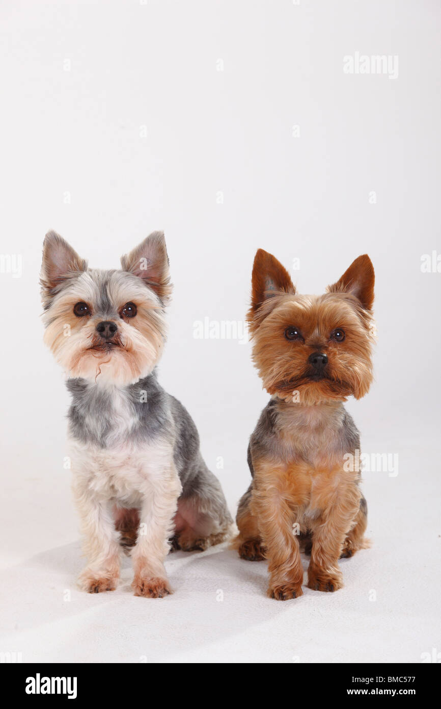 Yorkshire Terrier et Dog (Yorkshire croisé maltais) Banque D'Images