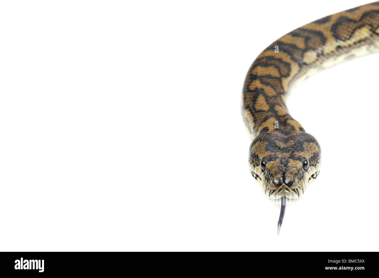 download wallpaper snake, morelia spilota variegata,... Morelia spilota variegata Banque de photographies et d’images à haute ...