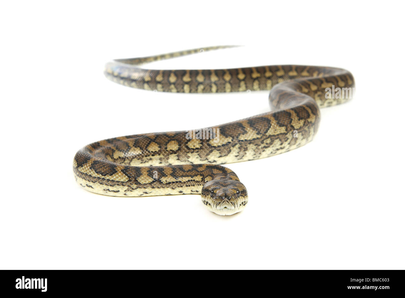 Morelia spilota variegata ; Serpent tapis sur fond blanc Banque D'Images