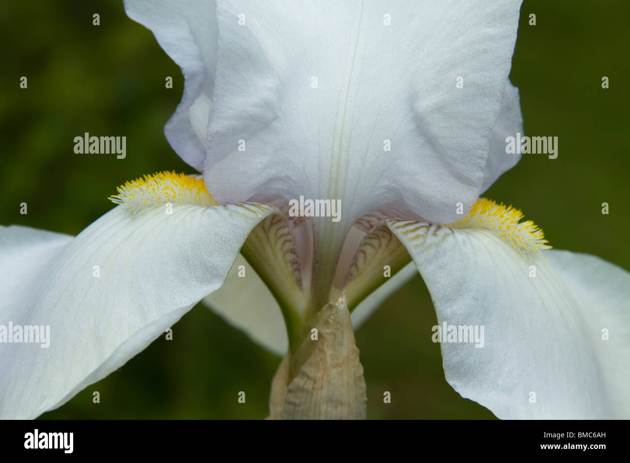 Close up d'un iris blanc, de la division iberica. Banque D'Images