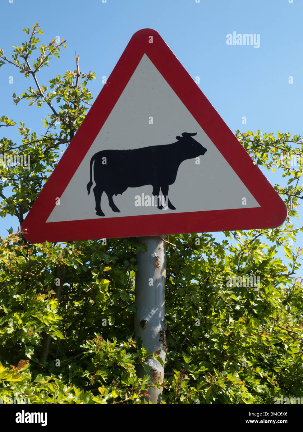 Un panneau de circulation avertissement de vaches dans le Derbyshire, Angleterre, Royaume-Uni Banque D'Images