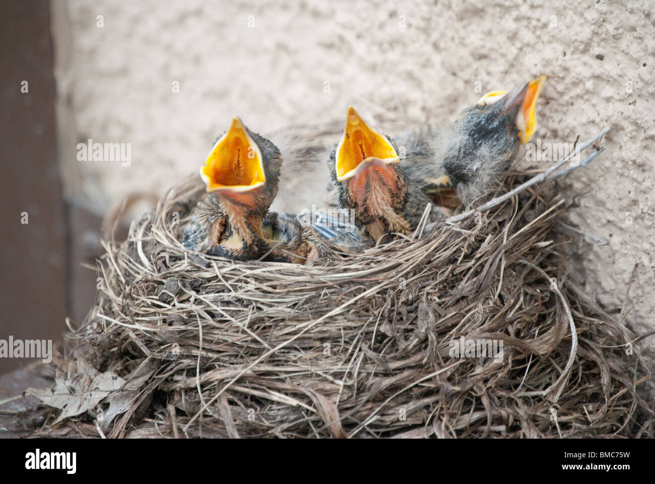 Bébé trois robins avec bouche ouverte, faim et l'alimentation dans leur nid. Banque D'Images