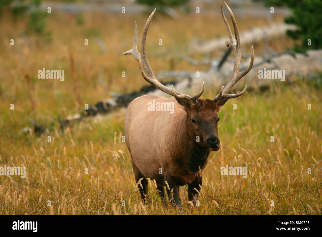 Elk mâle dans le Parc National de Yellowstone dans le Wyoming Banque D'Images