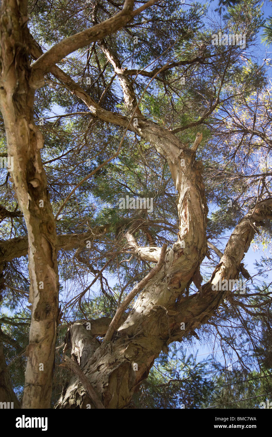 Melaleuca alternifolia arbre Banque D'Images