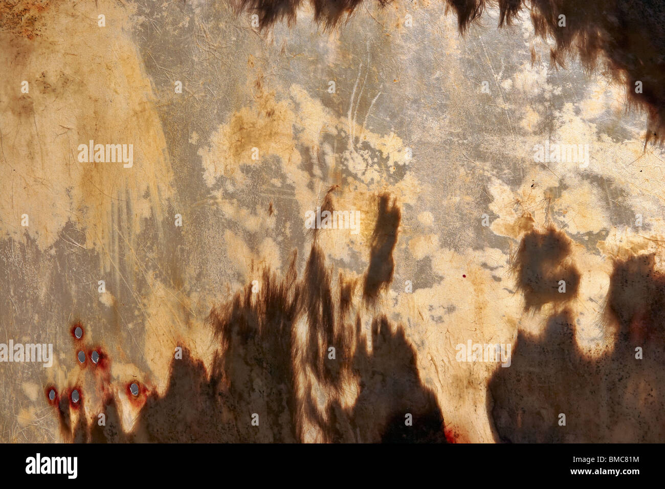 Un cerf se cacher d'être traitée dans le village indien Powhatan au Jamestown Settlement ; Williamsburg, Virginie. Banque D'Images