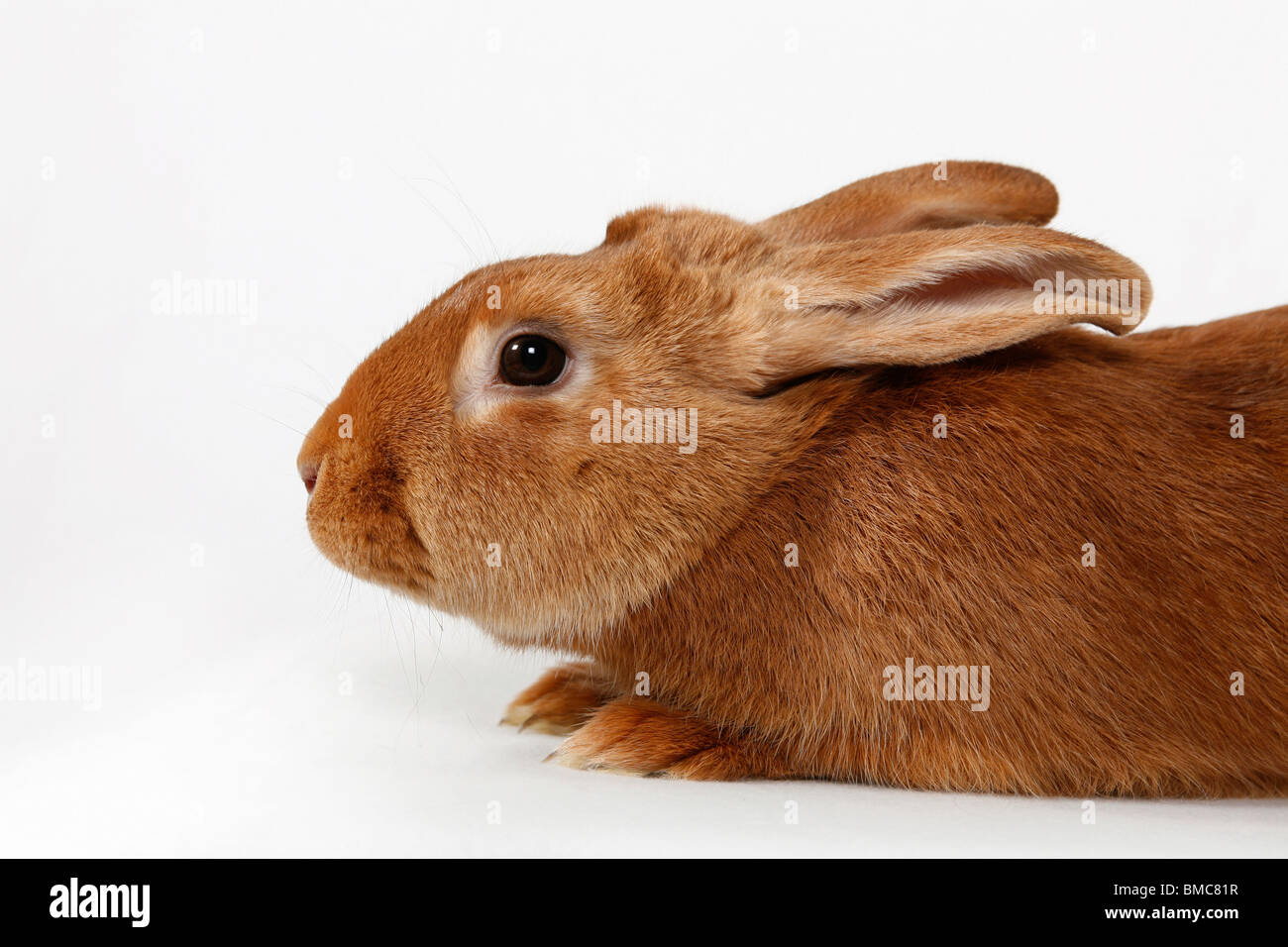 Kaninchen / Bunny Banque D'Images