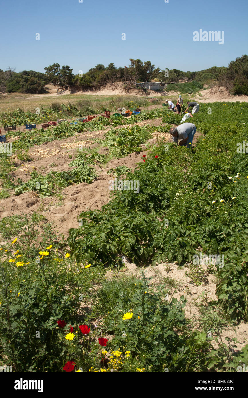 Cueillette de pommes de mains ferme sur une petite parcelle agricole sur Kos, Grèce Banque D'Images