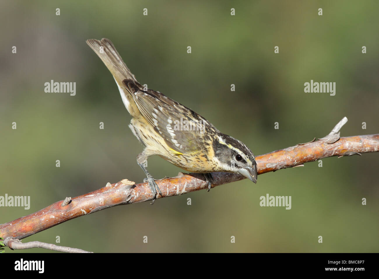 Cardinal à tête noire femelle adultes Banque D'Images