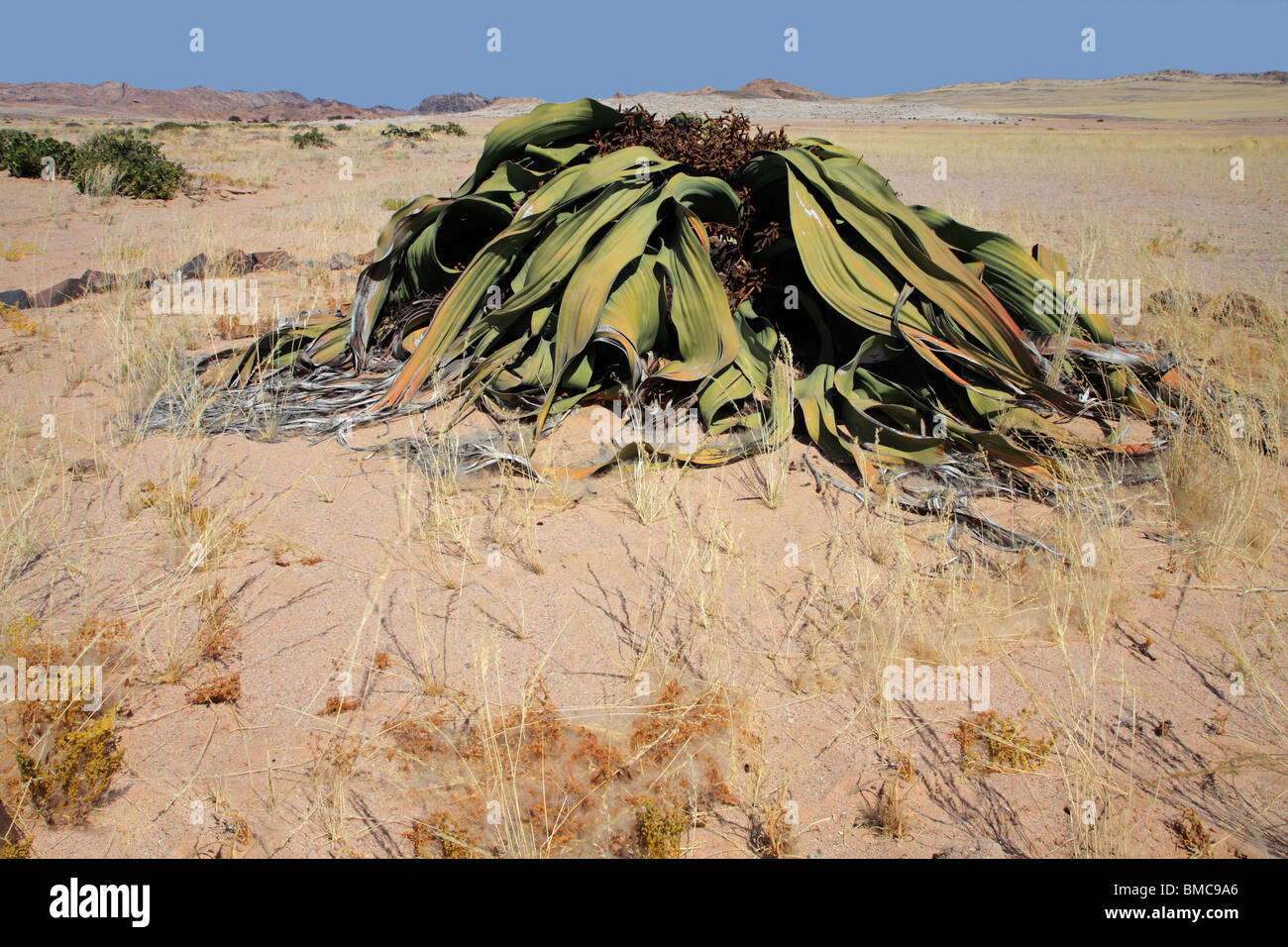 L'ancienne usine de Welwitschia mirabilis (Welwitcshia), Namib-Naukluft National Park, Namibie, Afrique du Sud Banque D'Images