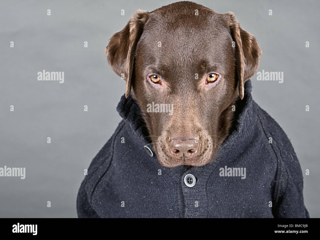 Tourné d'un labrador chocolat Cavalier en regardant vers le bas Banque D'Images