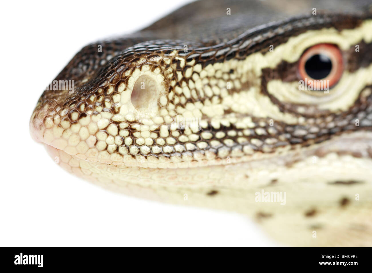 Varanus panopes ; Un moniteur Argus sur fond blanc Banque D'Images