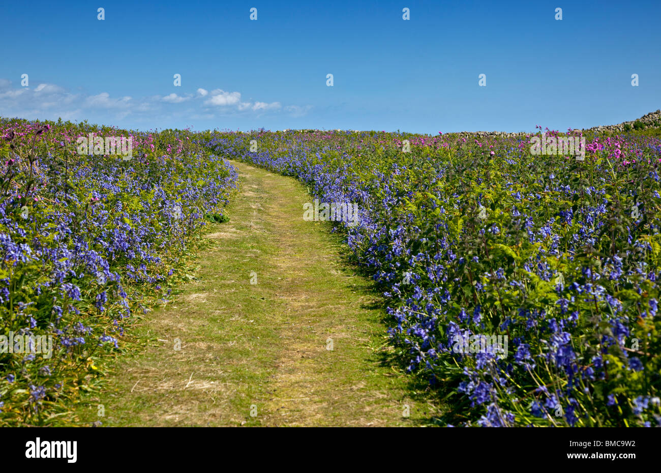 Jacinthes et chemin dans le Printemps sur l'île de Skomer, Pembrokeshire, Pays de Galles Banque D'Images