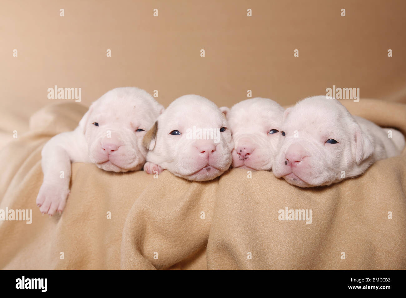 Bebe Bouledogue Americain Photo Stock Alamy