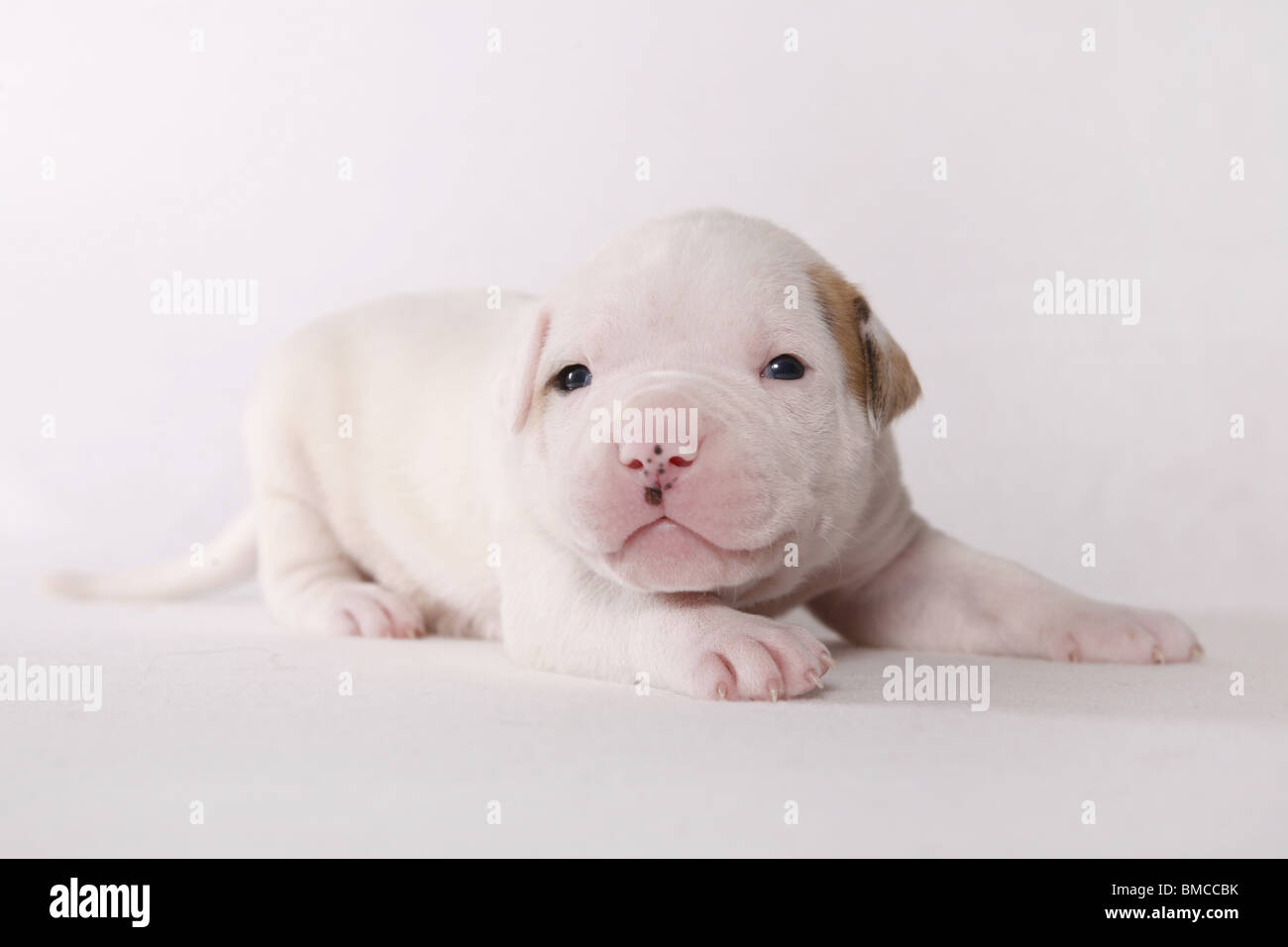 Bebe Bouledogue Americain Photo Stock Alamy