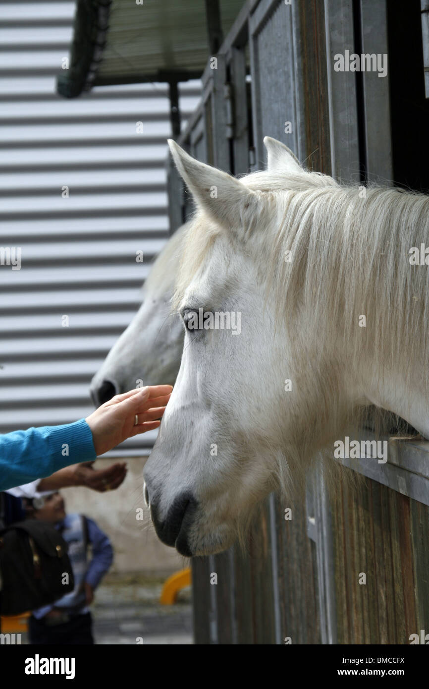 Caressant les chevaux blancs en équitation Banque D'Images