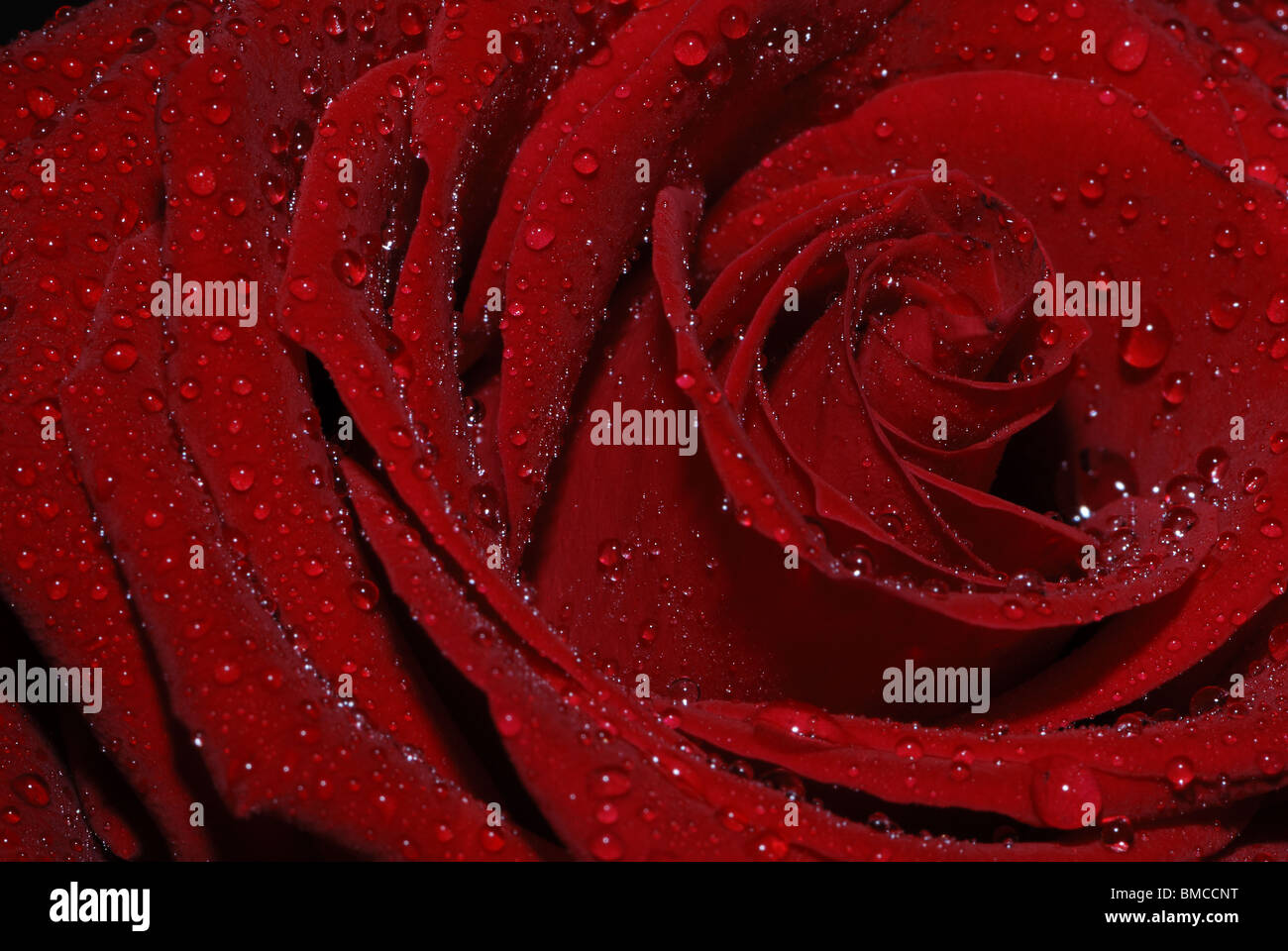 Crimson Red Rose avec des gouttes d'eau Banque D'Images
