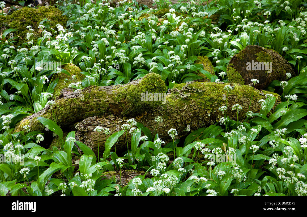 Ramsons (Allium ursinum) ou de l'ail sauvage dans les bois près de Malham, Yorkshire du Nord. Banque D'Images
