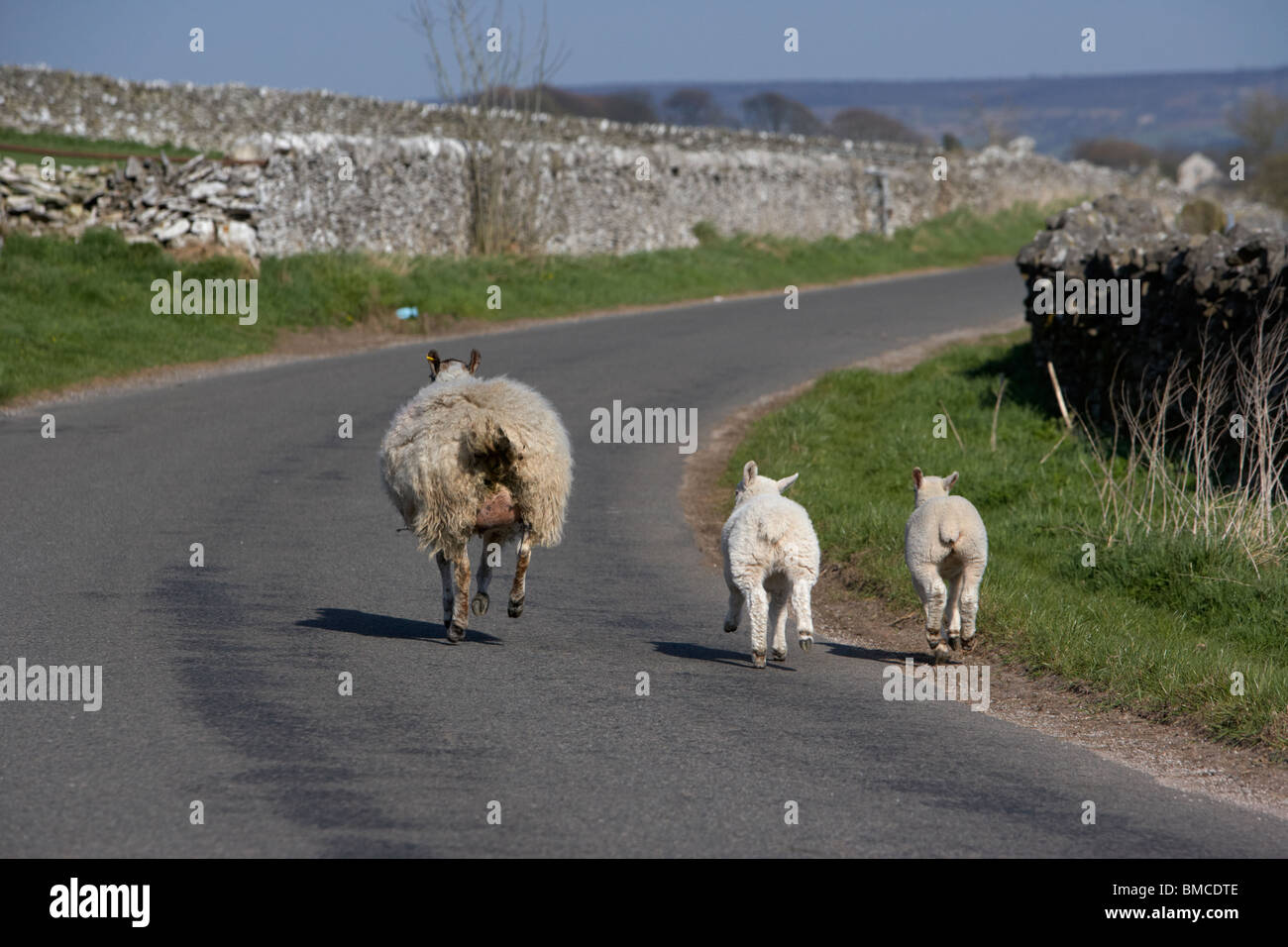 Deux agneaux et brebis en marche sur une route dans le Derbyshire Dales Parc national de Peak District england uk Banque D'Images