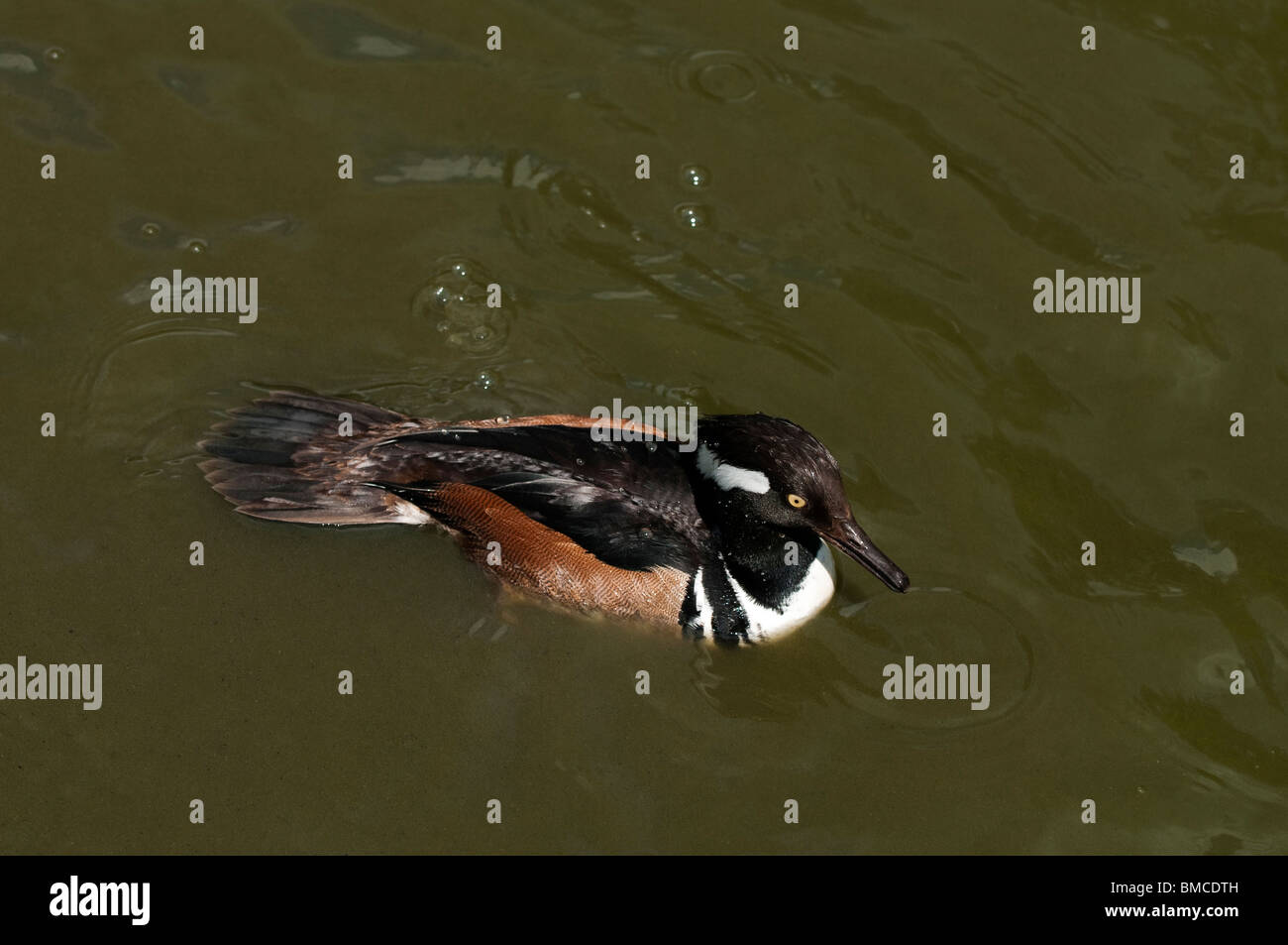 Le Harle couronné Lophodytes cucullatus, à Slimbridge WWT dans le Gloucestershire Banque D'Images