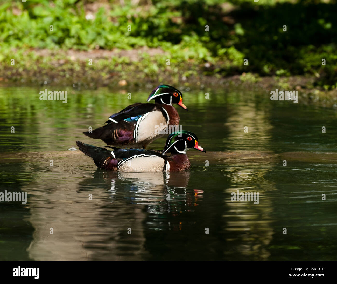 Canard branchu Canard, Caroline ou Aix sponsa, drakes à Slimbridge WWT dans le Gloucestershire, Royaume-Uni Banque D'Images