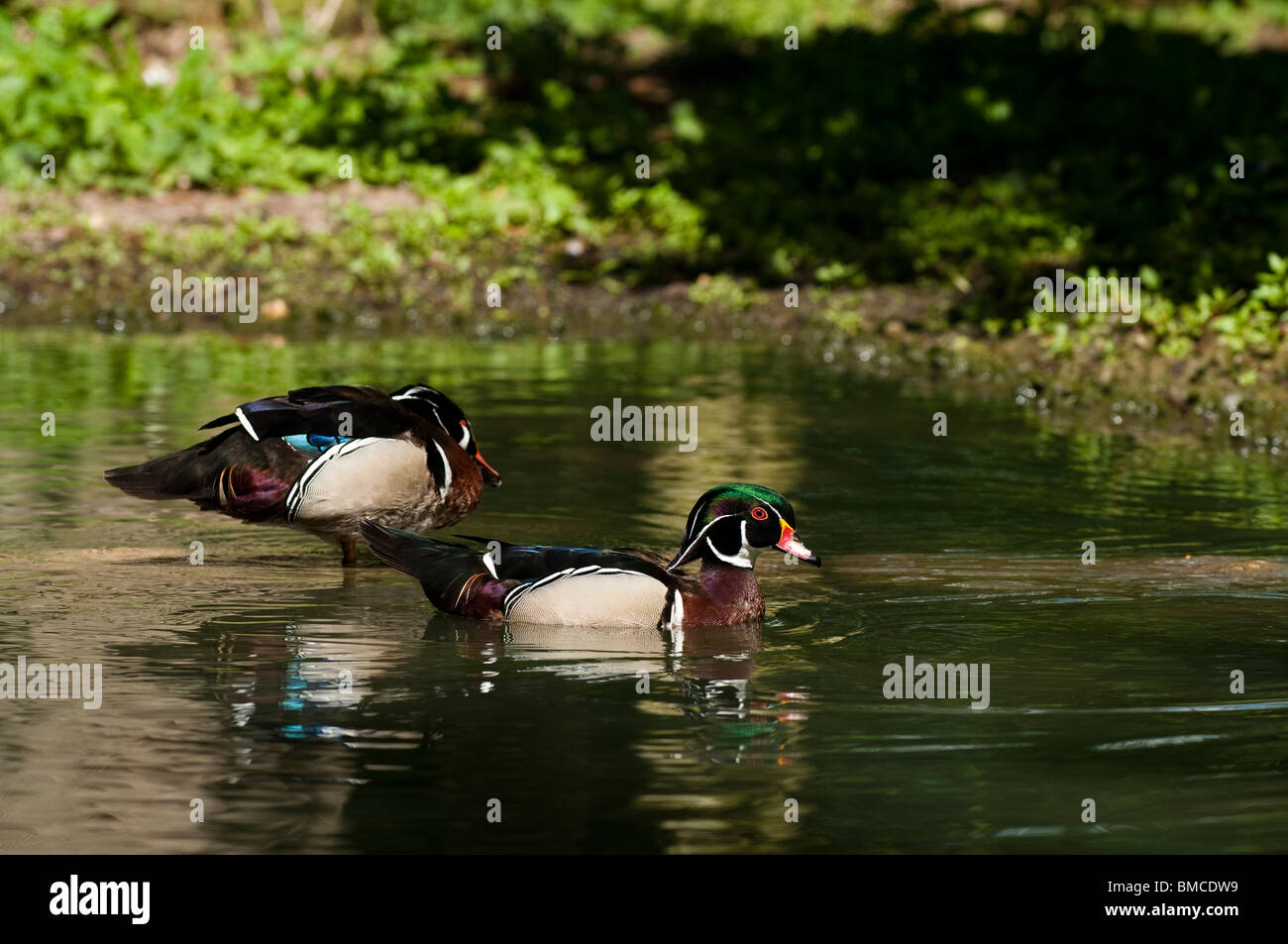 Canard branchu Canard, Caroline ou Aix sponsa, drakes à Slimbridge WWT dans le Gloucestershire, Royaume-Uni Banque D'Images