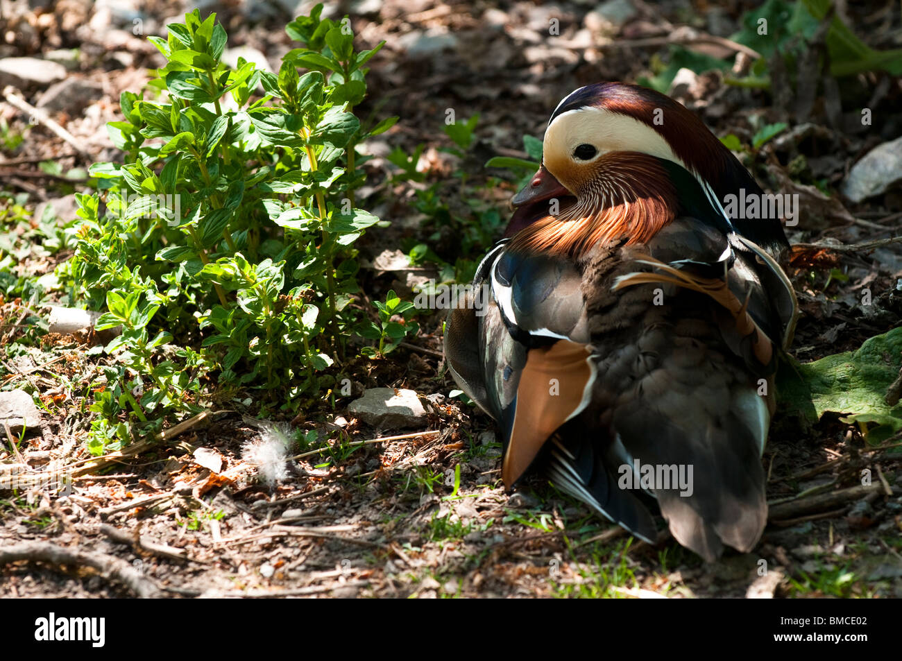 Canard Mandarin mâle, Aix galericulata, à Slimbridge WWT dans le Gloucestershire, Royaume-Uni Banque D'Images