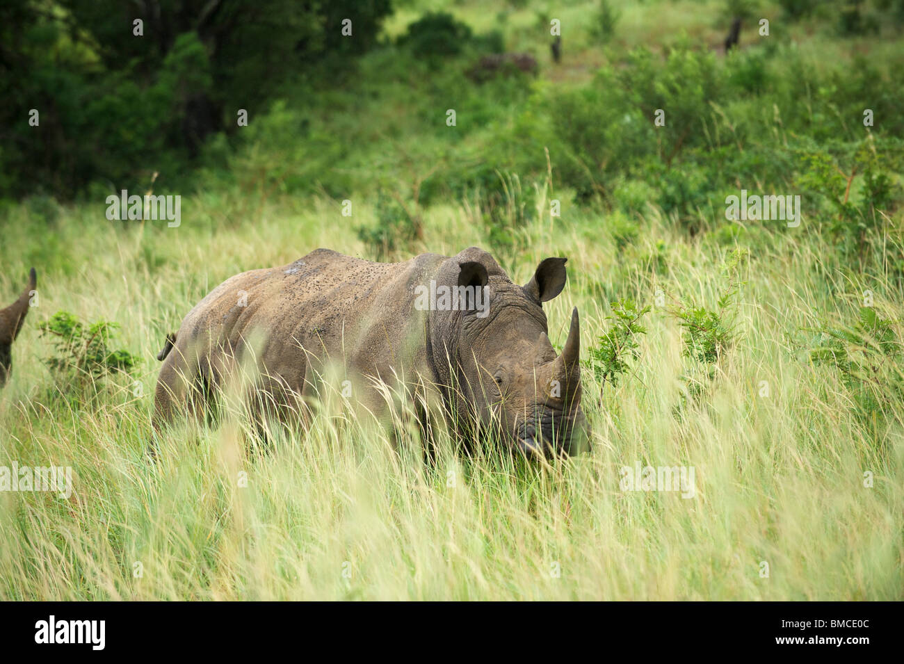 Au rhinocéros Umfolozi Hluhluwe Game Reserve. Le nord du KwaZulu Natal, Afrique du Sud Banque D'Images Au rhinocéros Umfolozi Hluhluwe Game Reserve. Le nord du KwaZulu Natal, Afrique du Sud Banque D'Images