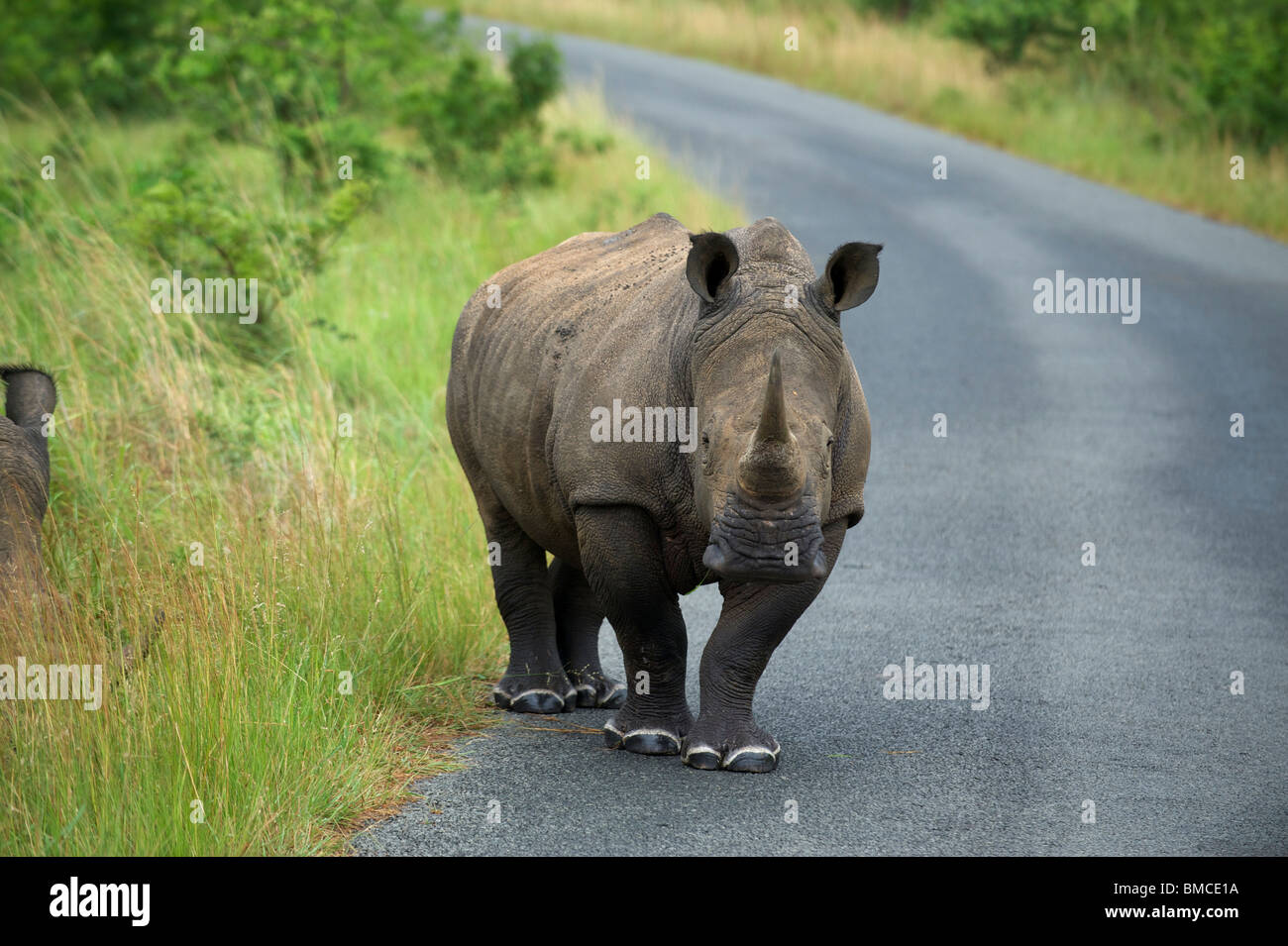 Au rhinocéros Umfolozi Hluhluwe Game Reserve. Le nord du KwaZulu Natal, Afrique du Sud Banque D'Images Au rhinocéros Umfolozi Hluhluwe Game Reserve. Le nord du KwaZulu Natal, Afrique du Sud Banque D'Images